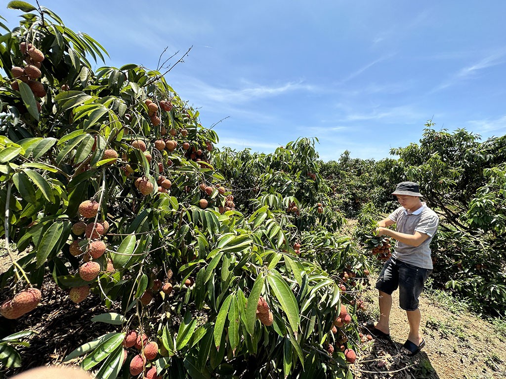 Nông dân Đắk Lắk trông vải thiều thắng lớn, thương hiệu vải thiều vươn ra thế giới