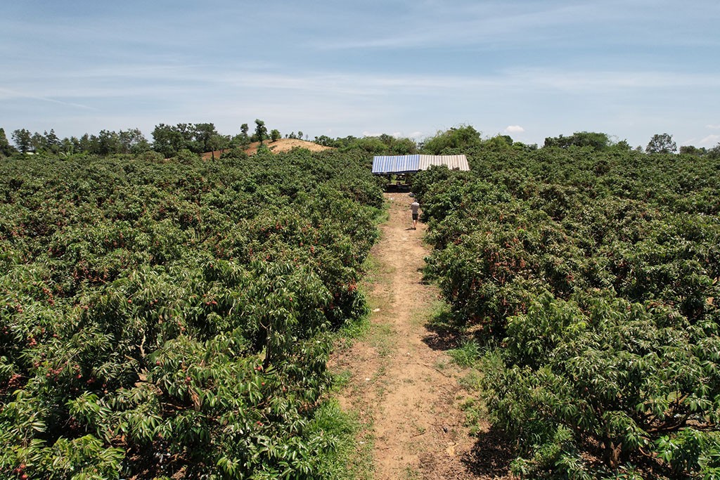 Nông dân Đắk Lắk trông vải thiều thắng lớn, thương hiệu vải thiều vươn ra thế giới