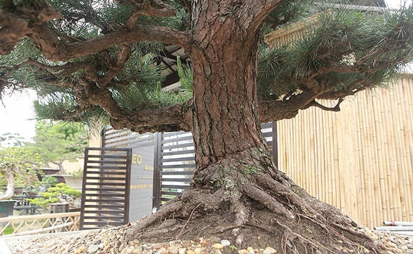 Tuy không tiết lộ, nhưng giới chơi cây cảnh nhận định bộ sưu tập thông đen cổ thụ của anh trị giá nhiều tỷ đồng.