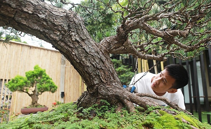 Thông đen thường có giá trị cao và sở hữu vẻ đẹp đầy “nam tính”.