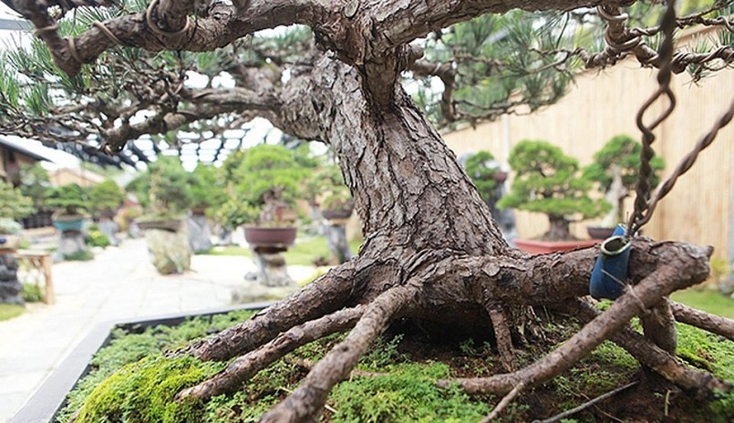 Cây phải được trồng, chăm sóc trong chậu từ nhỏ chứ trồng ngoài tự nhiên khó có bộ rễ “khủng” như vậy.