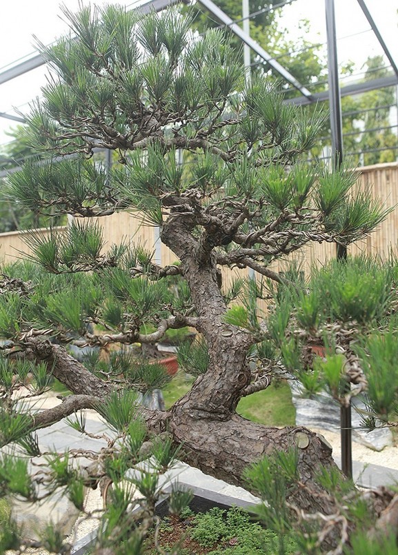 Cây thông khỏe mạnh thường có tán lá dày và rậm rạp, đặc biệt ở các cây thông non.