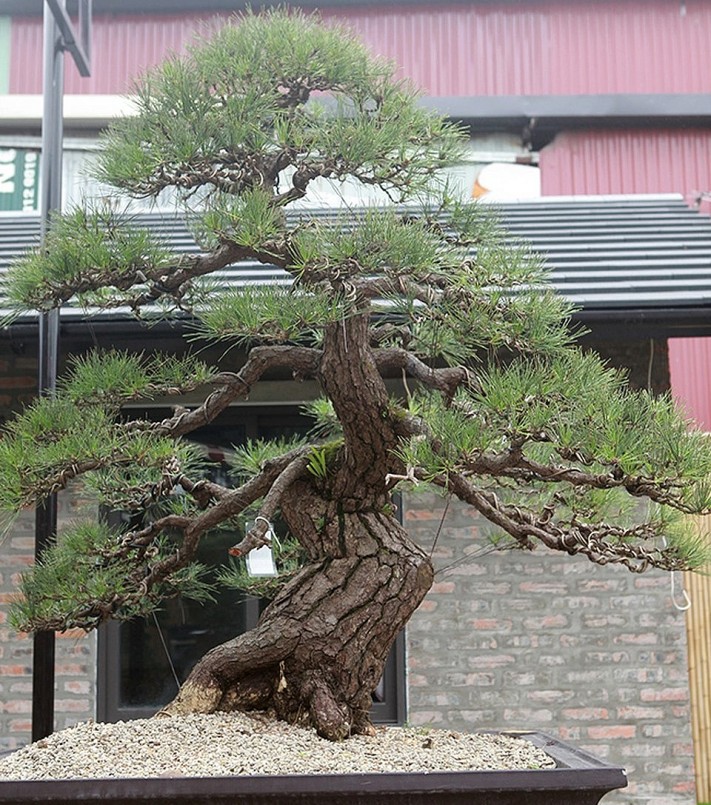 Tay cành được làm tỉ mỉ, công phu. Nhìn cây có dáng như một ngọn núi.