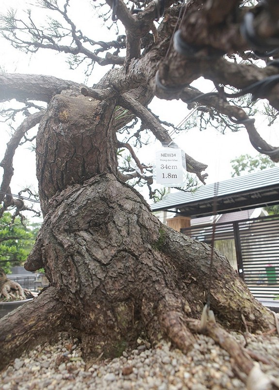 Cây thông đen rất được ưa chuộng trong văn hóa phương Đông. 