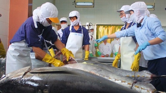 Doanh nghiệp xuất khẩu cá ngừ đối mặt với nhiều khó khăn