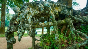 Thế giới của những cây cổ thụ huyền bí lộ bộ rễ rợn người với những huyền tích ở Ao Bà Om