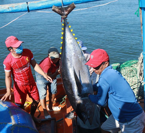 Tàu câu cá ngừ đại dương của ngư dân cập vào cảng bán cá. Ảnh: Hải Luận