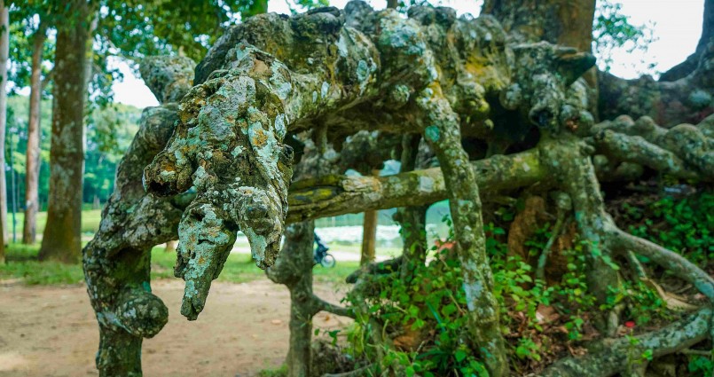 Những bộ rễ cây kỳ dị đã tạo sức hấp dẫn tại khu di tích Ao Bà Om.