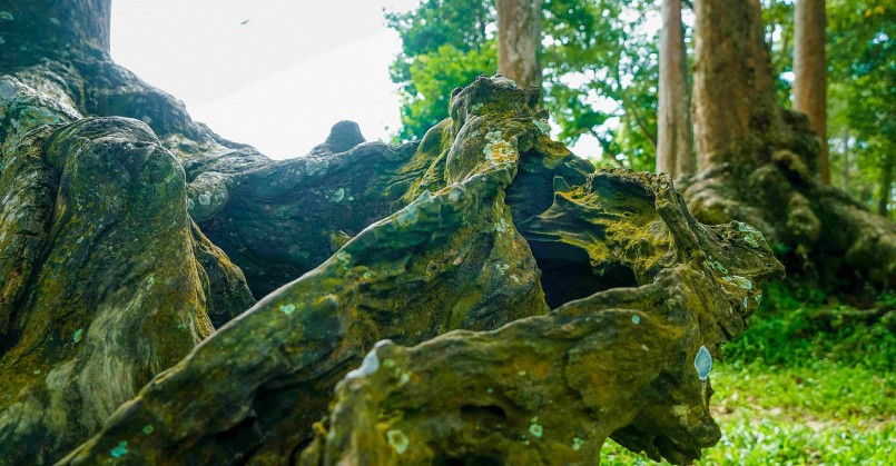 Bộ rễ mang dáng như khủng long nhiều đoạn rễ hóa lũa vì quá lâu năm.