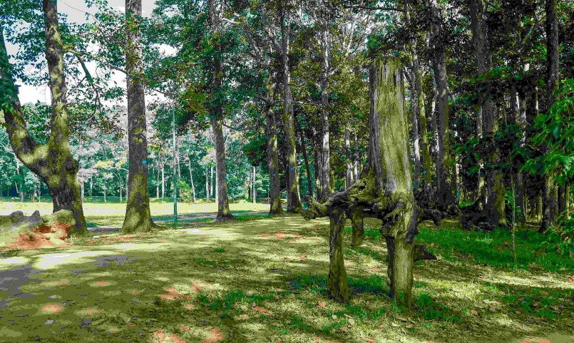 Những rễ cây trồi lên mặt đất cao từ 1- 2m rất kỳ lạ.