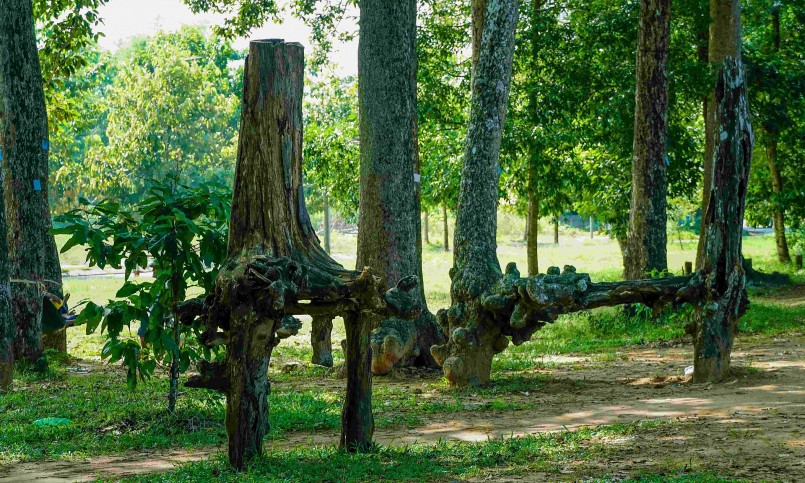 Những bộ rễ khổng lồ trồi lên mặt đất với hình thù lạ mắt.