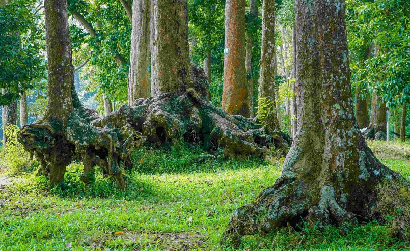 Những bộ rễ khổng lồ trồi lên mặt đất với hình thù lạ mắt.