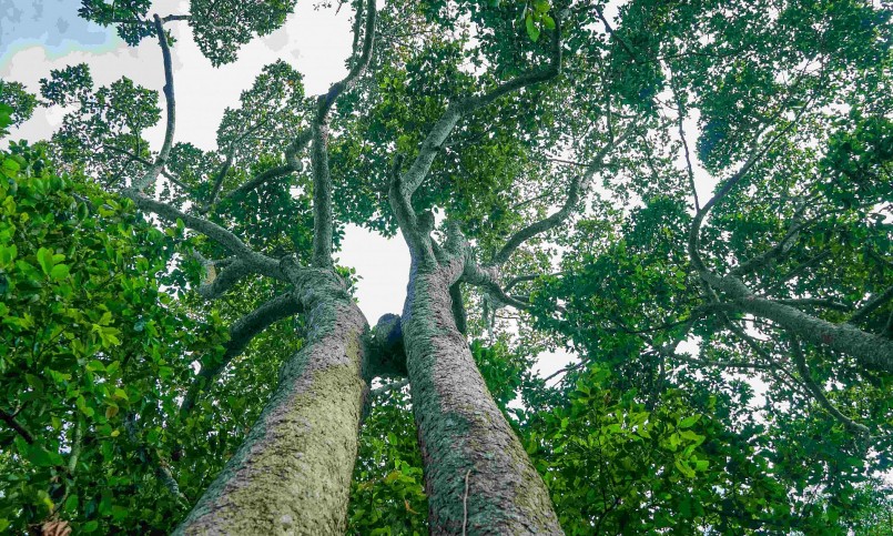 Những hàng cây cổ thụ đã tạo nên không gian xanh mát và bình yên.