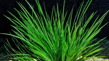 Tác dụng hữu hiệu của cây thạch xương bồ