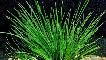 Tác dụng hữu hiệu của cây thạch xương bồ