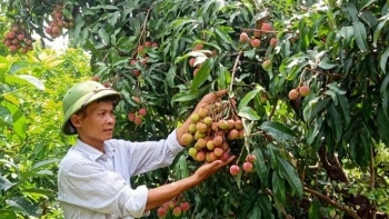 Bắc Giang: Vải sớm Phúc Hòa đầu vụ có giá 30-35 nghìn đồng/kg