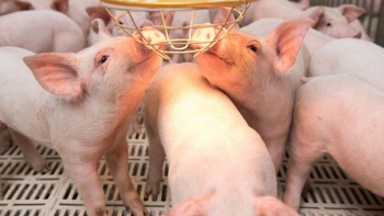 Giá heo hơi hôm nay 26/5: Giữ đỉnh 61.000 đồng/kg, vì sao giá heo khó tăng đột biến?