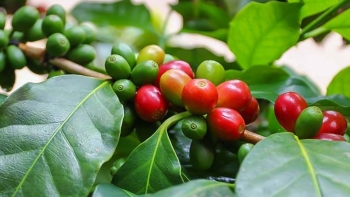 Giá nông sản hôm nay 26/5: Cà phê đảo chiều giảm đồng loạt, hồ tiêu tuột dốc xuống đáy 71.000 đồng