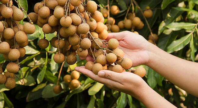 Hưng Yên đẩy mạnh việc cấp mã số vùng trồng cây ăn quả phục vụ xuất khẩu