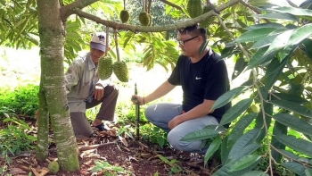 Bí quyết trồng sầu riêng 3 gốc nuôi một thân cho năng suất cao gấp 1,5 lần