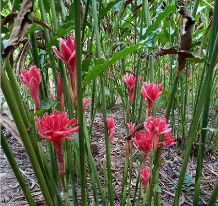 Loại hoa “vua chúa” đẹp mê hồn, cho hoa liên tục lại có thể dùng làm thuốc, trộn gỏi ăn
