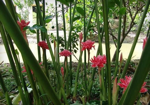 Loại hoa “vua chúa” đẹp mê hồn, cho hoa liên tục lại có thể dùng làm thuốc, trộn gỏi ăn