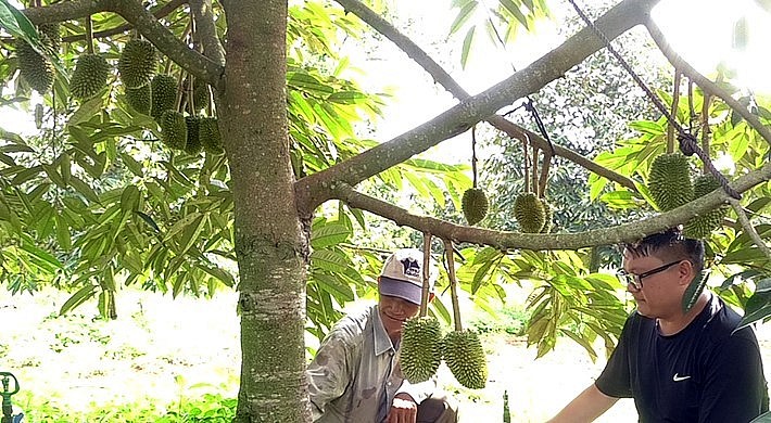 Vườn sầu riêng 3 gốc 1 thân của ông Vườn sầu riêng 3 gốc 1 thân của ông