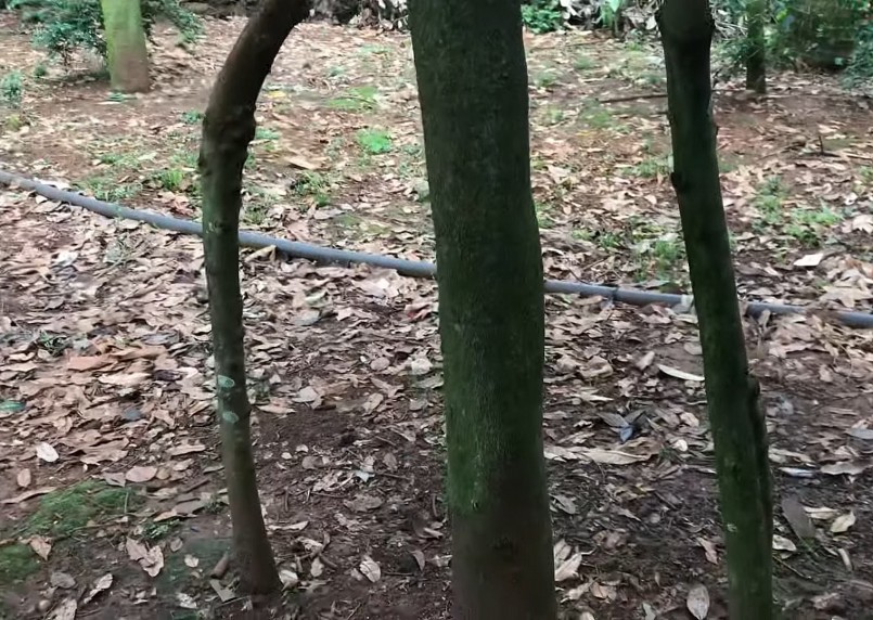 Kỹ thuật ghép sầu riêng 3 gốc trong 1 thân được nhiều nông dân áp dụng. Kỹ thuật ghép sầu riêng 3 gốc trong 1 thân được nhiều nông dân áp dụng.