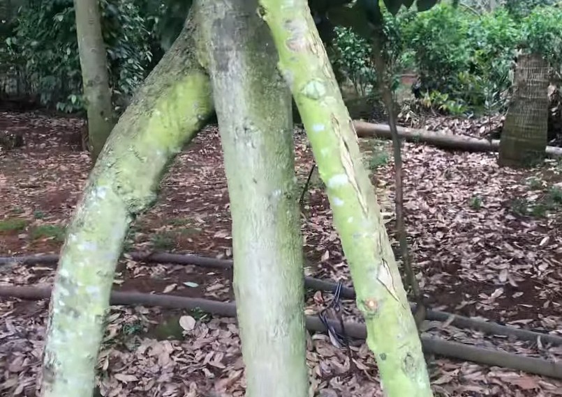 Sầu riêng 3 gốc nuôi 1 thân nên cây khỏe, nhiều nhánh. Sầu riêng 3 gốc nuôi 1 thân nên cây khỏe, nhiều nhánh.