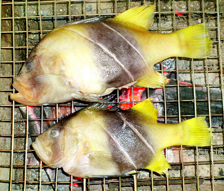 Loại cá chỉ có ở Nha Trang, tên vô cùng lạ, xưa không ai ăn nay thành đặc sản thơm ngon hảo hạng Loại cá chỉ có ở Nha Trang, tên vô cùng lạ, xưa không ai ăn nay thành đặc sản thơm ngon hảo hạng