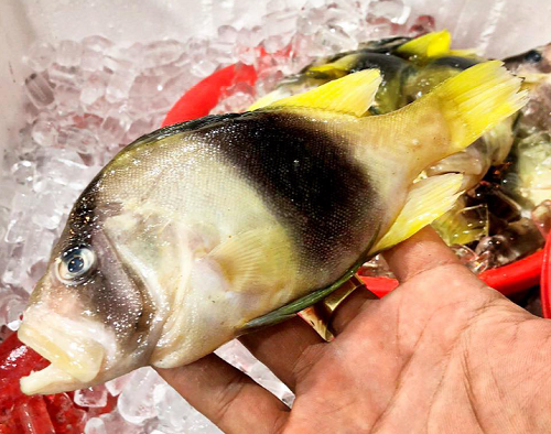 Loại cá chỉ có ở Nha Trang, tên vô cùng lạ, xưa không ai ăn nay thành đặc sản thơm ngon hảo hạng Loại cá chỉ có ở Nha Trang, tên vô cùng lạ, xưa không ai ăn nay thành đặc sản thơm ngon hảo hạng