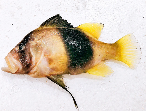 Loại cá chỉ có ở Nha Trang, tên vô cùng lạ, xưa không ai ăn nay thành đặc sản thơm ngon hảo hạng