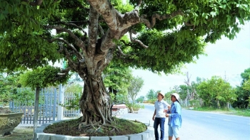 Cây sộp cổ thụ dáng rồng bay kỷ lục độc bản tại châu Á đặc biệt cỡ nào mà có giá 5 tỷ?