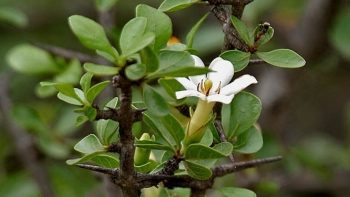 Tác dụng  của cây tu hú