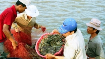 Nuôi tôm trong cơn bĩ cực ngay cả "vua tôm" cũng không thể bảo lãnh vay vốn