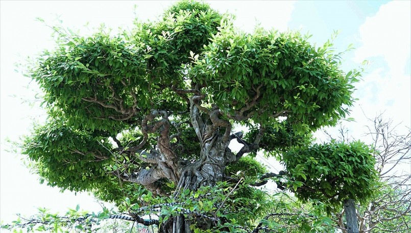 Phần ngọn của cây sộp cổ thụ nhìn khỏe mạnh và phóng khoáng.