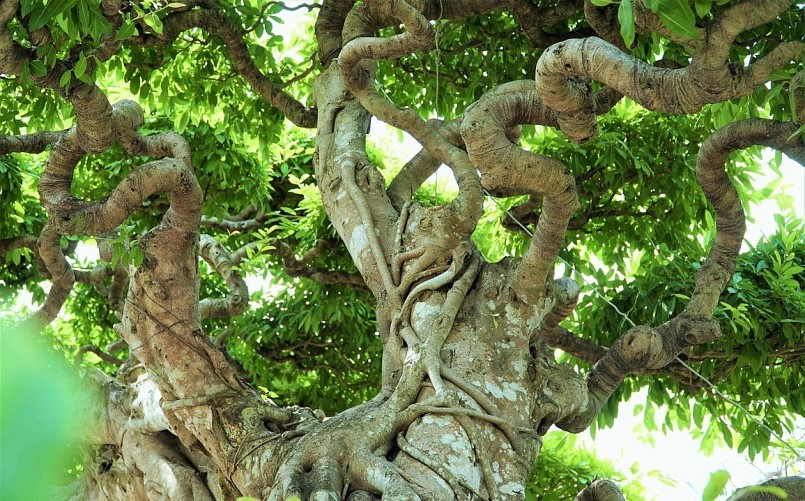 Cây sộp hàng trăm tuổi có dáng như rồng bay.