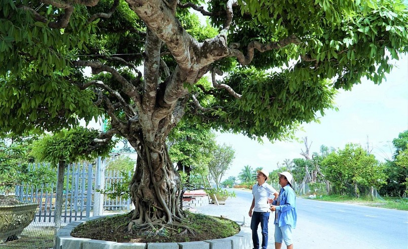 Nhiều người như bị thôi miên bởi dáng thế độc lạ của cây sộp cổ thụ.