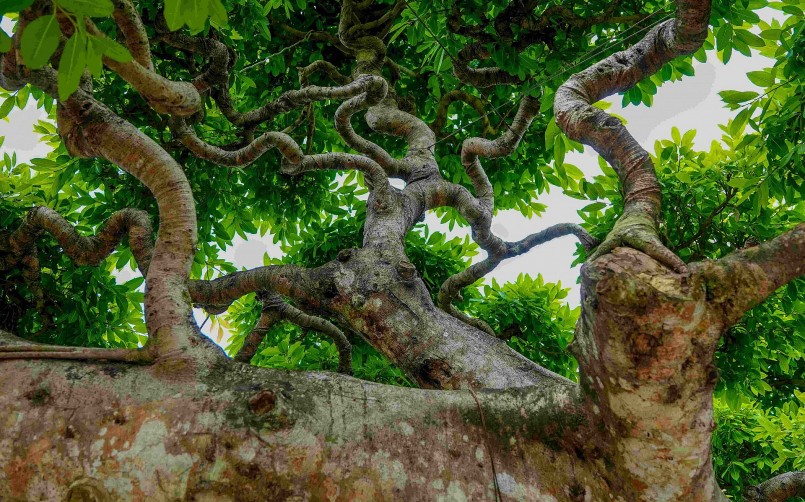Các chi của cây sộp cổ thụ đã được ông Đông thuê thợ chỉnh sửa để có được dáng hình uốn lượn cầu kỳ.