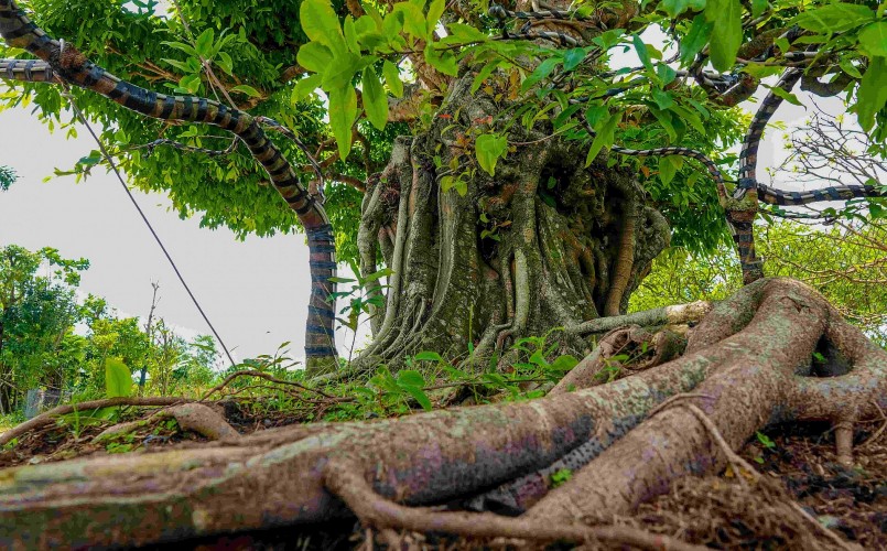 Phần gốc của cây sộp cổ thụ giống như đầu rồng.