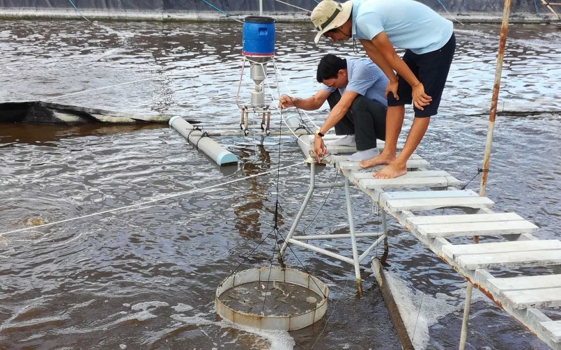 Con tôm giống trở thành yếu tố nóng bỏng. Con tôm giống trở thành yếu tố nóng bỏng.
