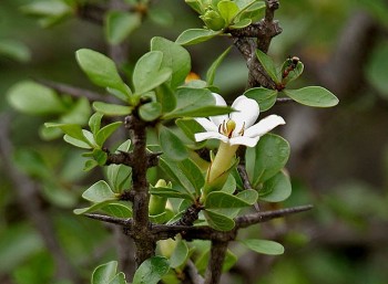 Tác dụng  của cây tu hú