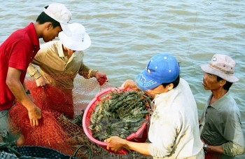 Nuôi tôm trong cơn bĩ cực ngay cả "vua tôm" cũng không thể bảo lãnh vay vốn