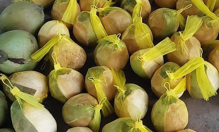 Dừa sáp Trà Vinh khá hiếm nên có giá đắt hơn rất nhiều lần so với dừa thường.