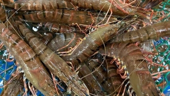 Giá tôm, cua, ghẹ tăng “giật mình” chợ bỗng đìu hiu người bán không muốn nhập người mua chẳng buồn hỏi