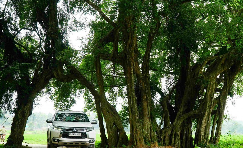 Tọa lạc tại cánh đồng rộng lớn thuộc xã Hợp Hòa, huyện Lương Sơn (Hòa Bình) cây sanh như cái ô khổng lồ che trở cho làng.