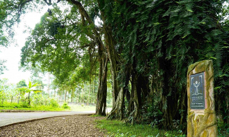 Từ năm 2012, cây sanh cổ thụ đã được công nhận và gắn bia Cây Di sản Việt Nam.