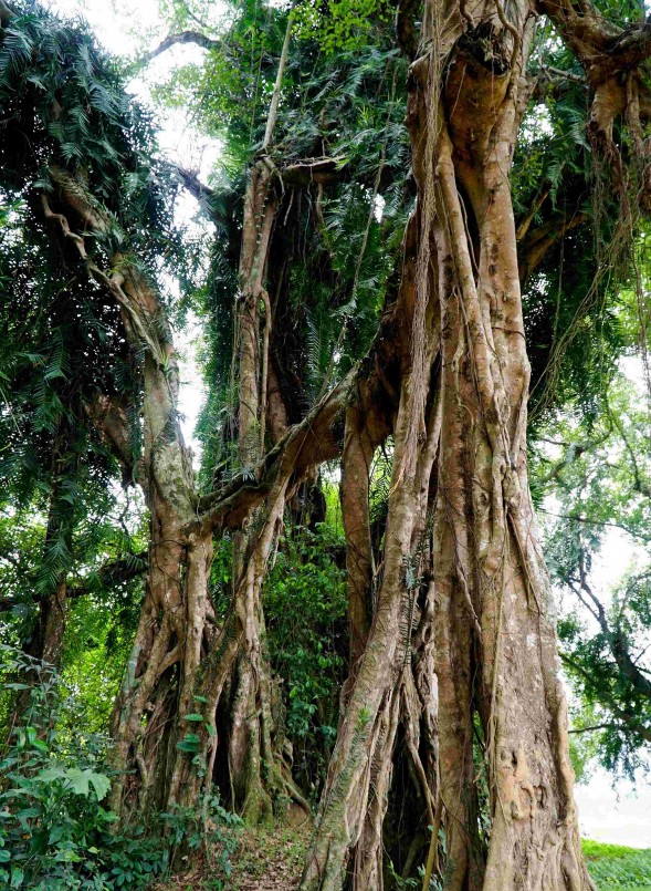 Cây sanh cổ thụ như vị thần hộ mệnh đánh đuổi giặc, bảo vệ sự bình yên cho làng.