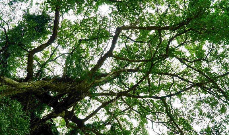 Cây xanh cổ thụ là nơi trú mát lý tưởng những ngày hè.