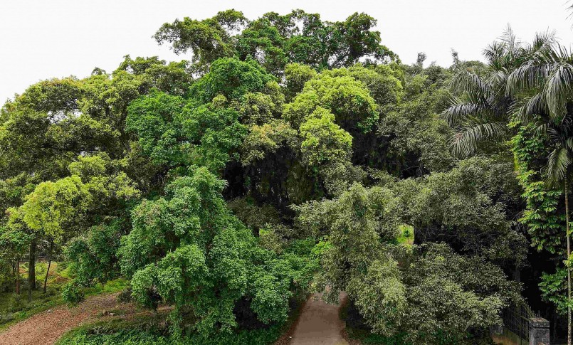 Cây sanh cổ thụ cũng là địa điểm được nhiều đạo diễn chọn làm bối cảnh quay phim điện ảnh về làng quê Việt Nam.